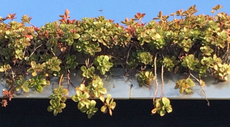 sedumväxter på grönt tak från sidan
